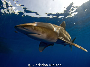 Great encounter with an oceanic whitetip at Daedalus Reef... by Christian Nielsen 